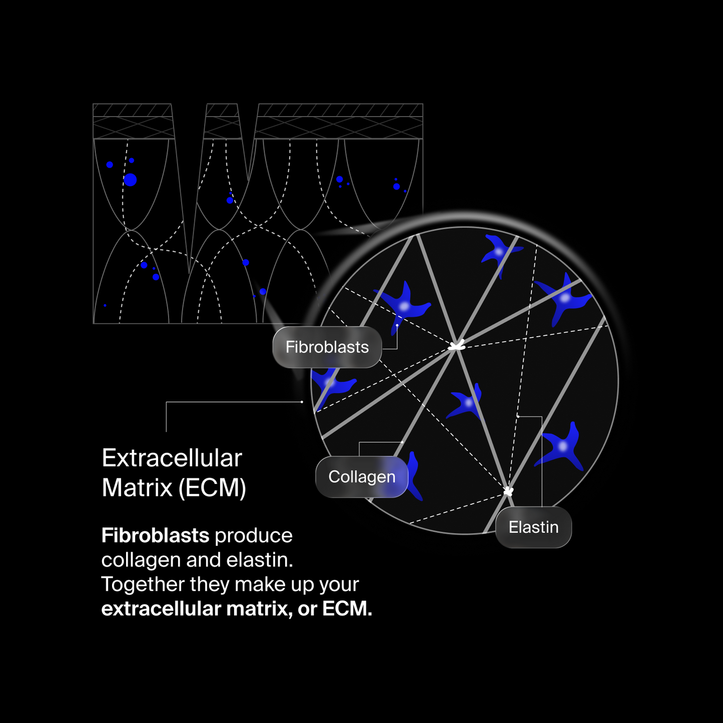 Pavise Extracellular Matrix Restore application