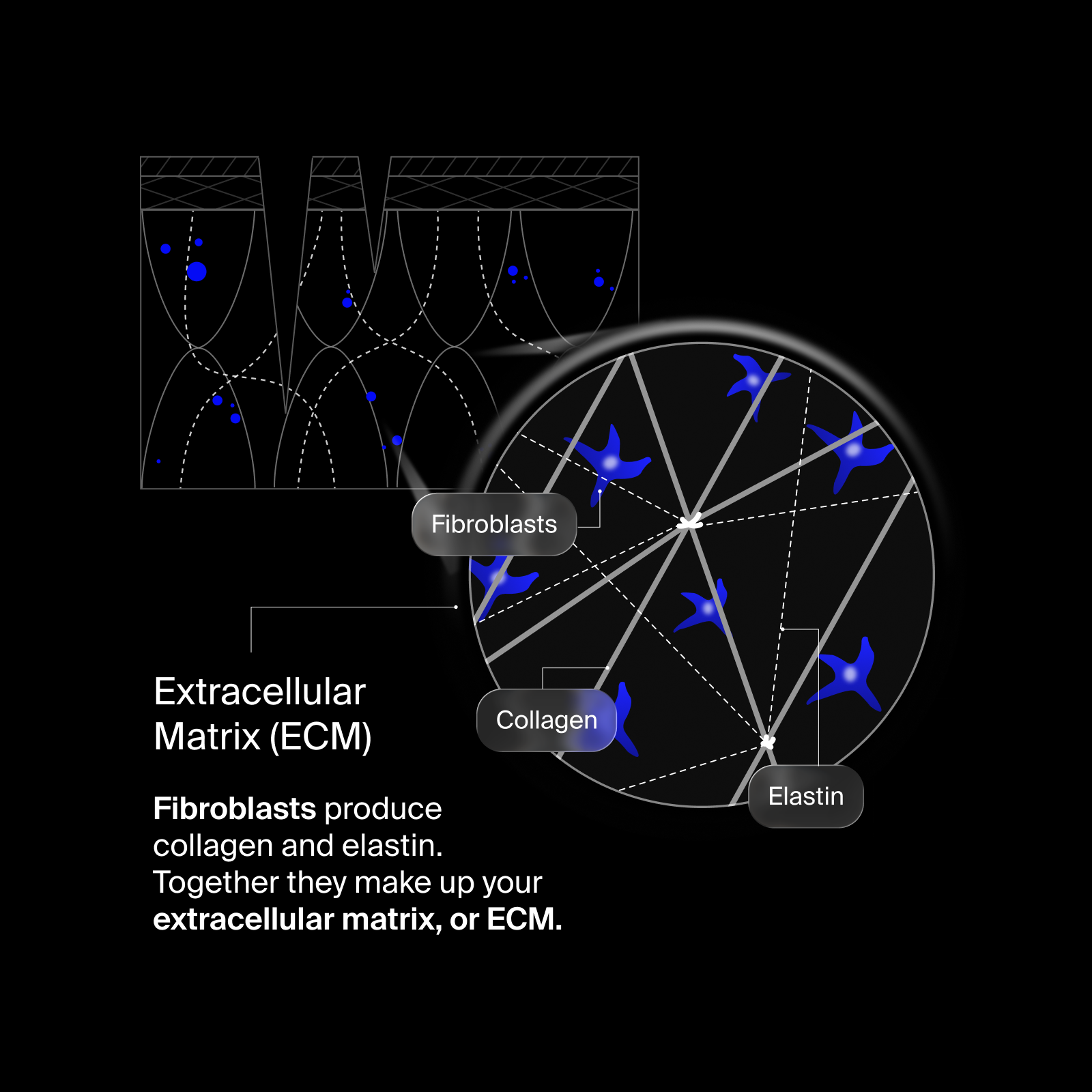 Pavise Extracellular Matrix Restore application